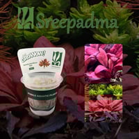 Samolus Parviflorus Red TC Cup