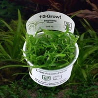 Sagittaria subulata 1-2-Grow!