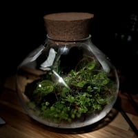 Terrarium tropical 19