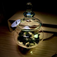 Live terrarium 7