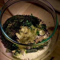 Live terrarium 8