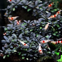 Bucephalandra Kodagang