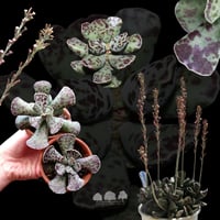 Adromischus cooperi – أدروميسكوس كوبرِي