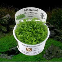 Micranthemum \'Monte Carlo!' 1-2-Grow!