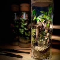 Bonsai-terrarium 3