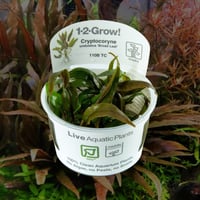 Cryptocoryne undulata Broad Leaf 1-2-Grow!