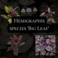 Hemigraphis species 'Big Leaf'