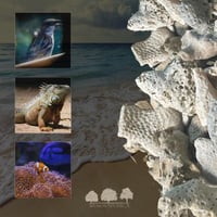 مرجان طبيعي – توازن pH، مصدر كالسيوم، وفلترة بيولو...