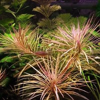 Pogostemon stellatus 'Dassen'