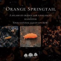 Orange Springtail