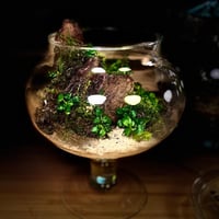 Live terrarium 5