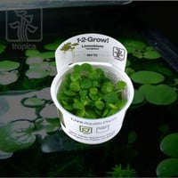 Limnobium laevigatum