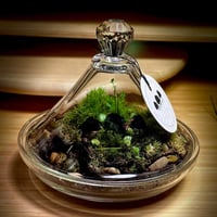 Live terrarium 12