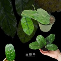 Hoya Villosa - هويا فيلوسا