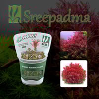 Rotala rotundifolia Blood red var SG TC Cup