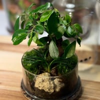 Terrarium- bonsai 22