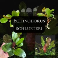 Échinodorus Big Bear