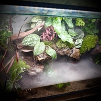 بلوداريوم ‏P001