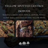 إيزوبود جسترو المرقط بالأصفر – Yellow Spotted Gest...
