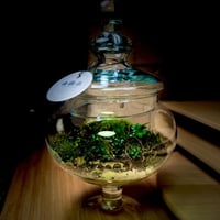 Live terrarium 1
