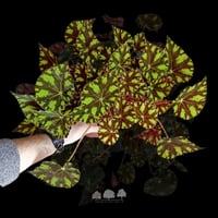 بيغونيا بويراي ‘كريم’ (BRP-B) – نبتة استوائية نادر...