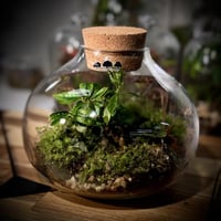 Terrarium- bonsai 18