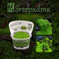 Utricularia graminifolia TC Cup