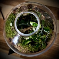 Terrarium- bonsai 18