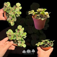 فيتونيا خضراء بعروق حمراء – Fittonia Albivenis ‘Re...