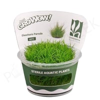 Eleocharis parvula TC Cup