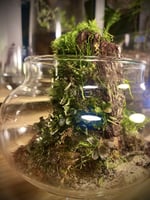 Live terrarium 4