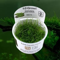 Vesicularia dubyana Christ mas 1-2-Grow!