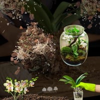 Orchid Soil Mix – تربة أوركيد يدوية الصنع بمكونات...