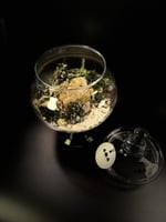 Live terrarium 6