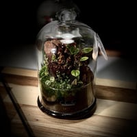 Terrarium 23
