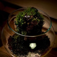 Live terrarium 11
