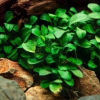 Anubias barteri Petite TC Cup