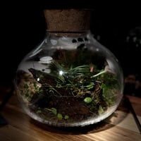 Terrarium tropical 19