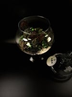 Live terrarium 5