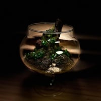 Live terrarium 9