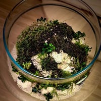 Live terrarium 7