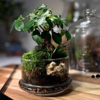 Terrarium- bonsai 22