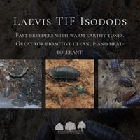 Laevis TIF Isodods