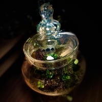 Live terrarium 5