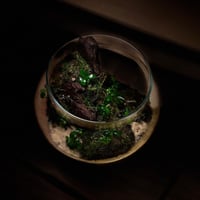 Live terrarium 9