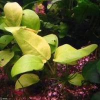 Anubias barteri var. nana Gold TC Cup