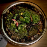 Live terrarium 12
