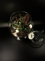 Live terrarium 5