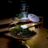 Live terrarium 1
