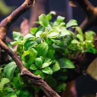 Anubias barteri Petite TC Cup